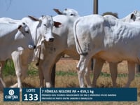 Lote 133
