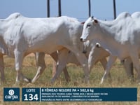 Lote 134