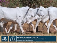 Lote 135