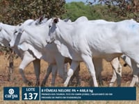 Lote 137