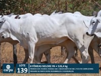 Lote 139