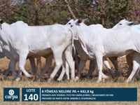 Lote 140