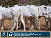 Lote 141