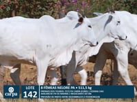 Lote 142