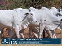Lote 143