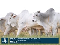 Bateria 18