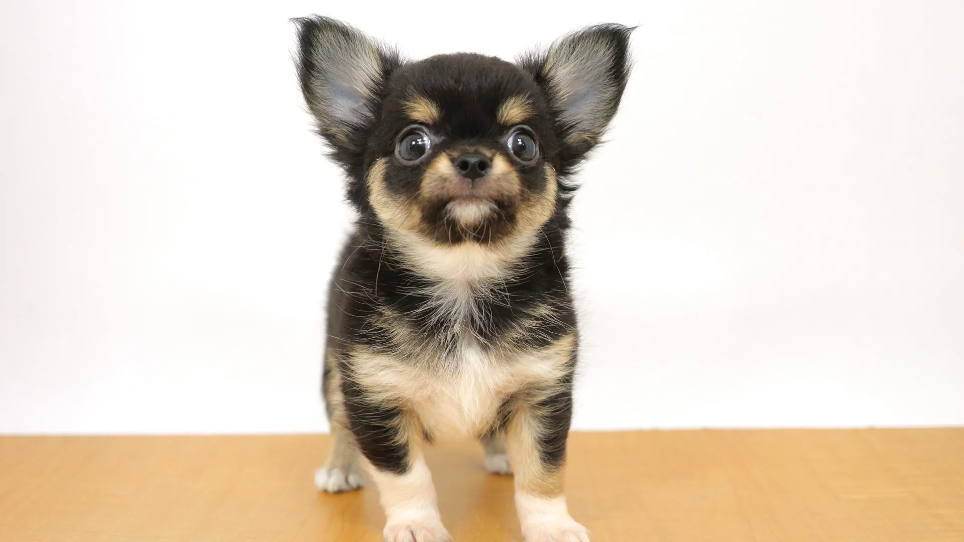 【チワワ】ハルモニア・ムンディ　SACD5枚セット チワワ】ハルモニア・ムンディ SACD5枚セット 2025年最新