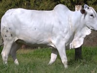 Lote 01