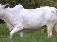 Lote 08