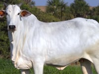 Lote 09