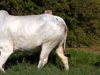 Lote 19