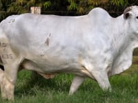 Lote 26