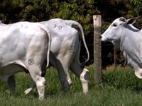 Lote 30