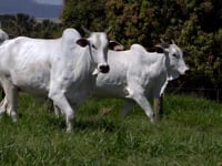 Lote 31