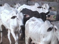 Lote 15P