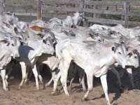 Lote 54P