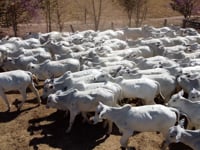 Lote 08C