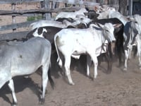Lote 19P