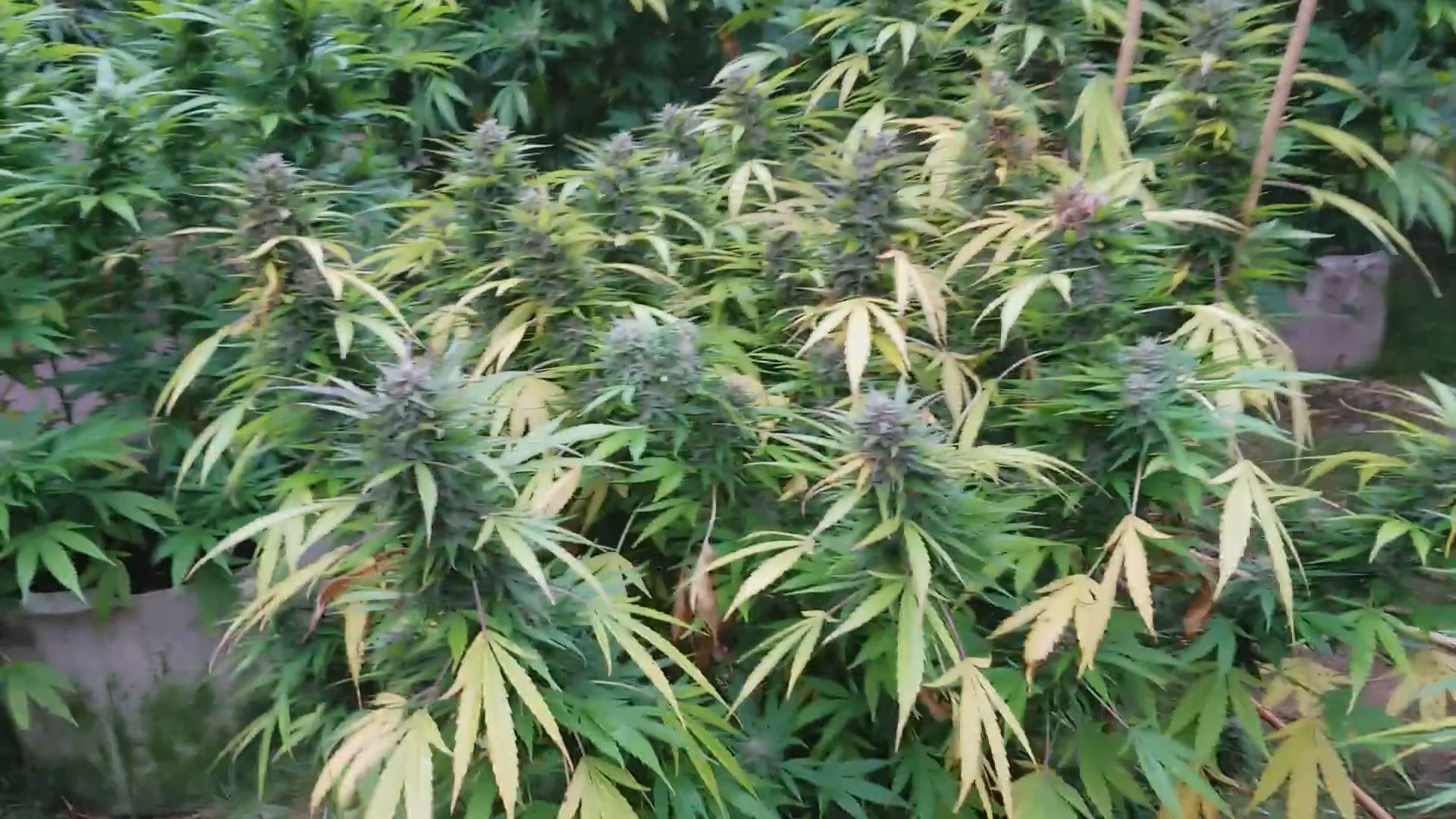 https://i.vimeocdn.com/video/2050875452-e96911cb789db18a57ae3af86b41ae431c38452b22ff108e652e75426310ead0-d