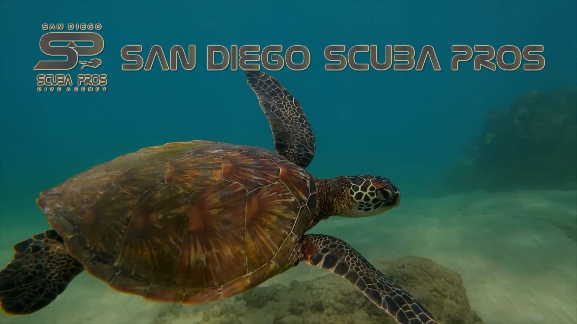 sandiegoscubapros.com