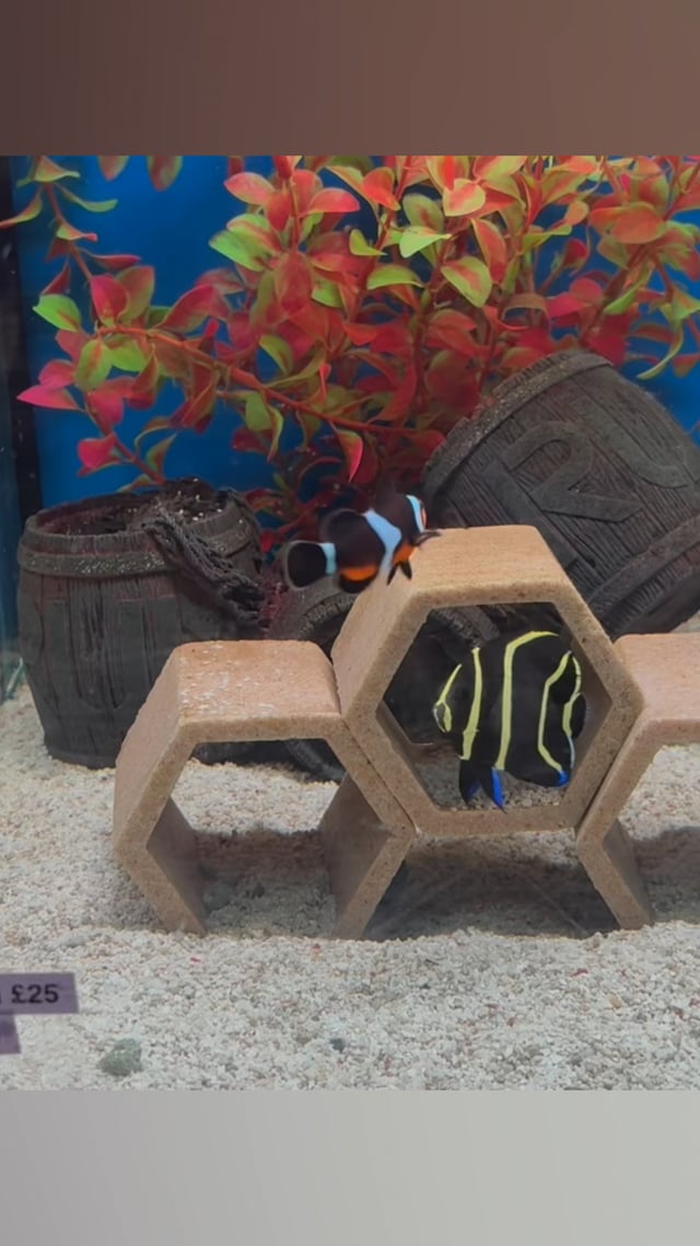 Black Photon Clownfish video