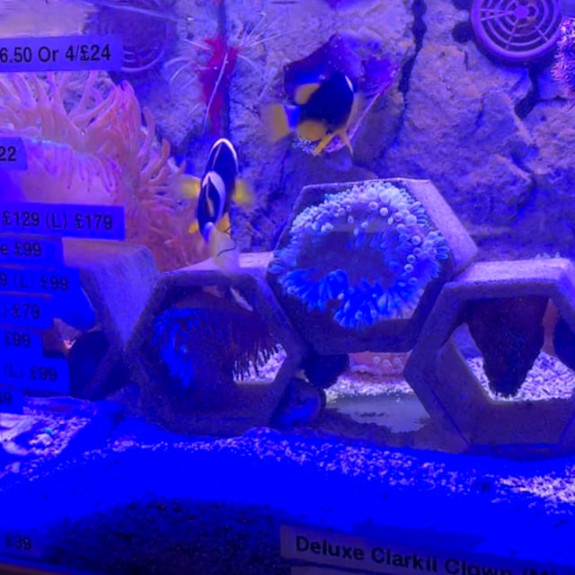 Deluxe Clarkii Clownfish video