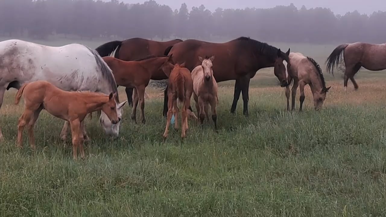 https://i.vimeocdn.com/video/2050989123-cada281dfacd2fcb9df947552513918b77e659d92e5b545f350f23b38207f781-d
