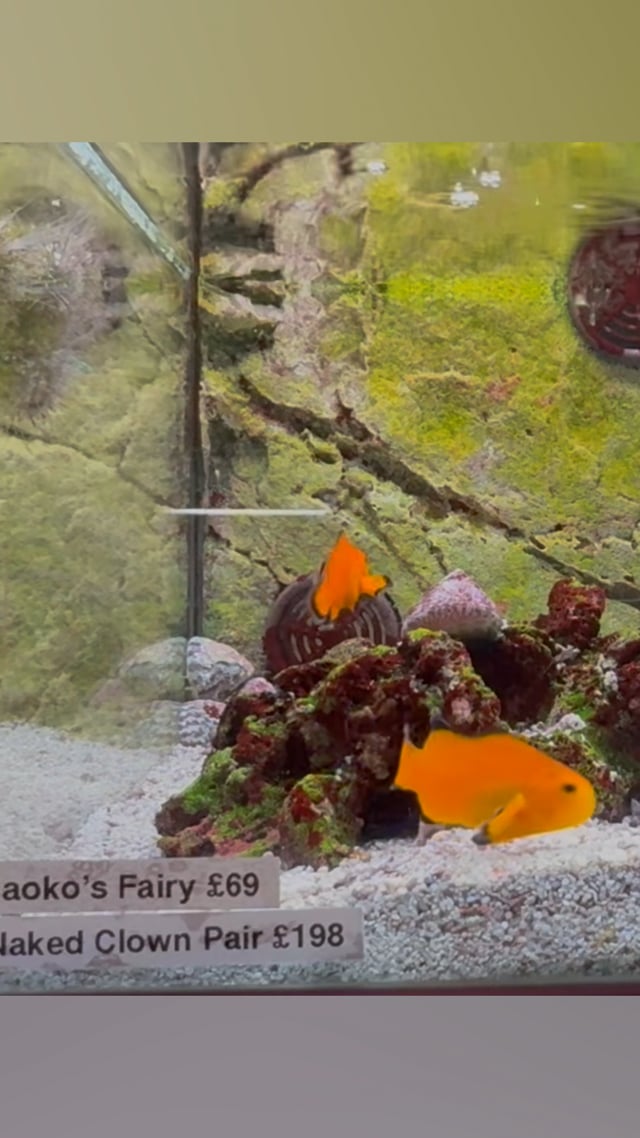 Naked Clownfish video