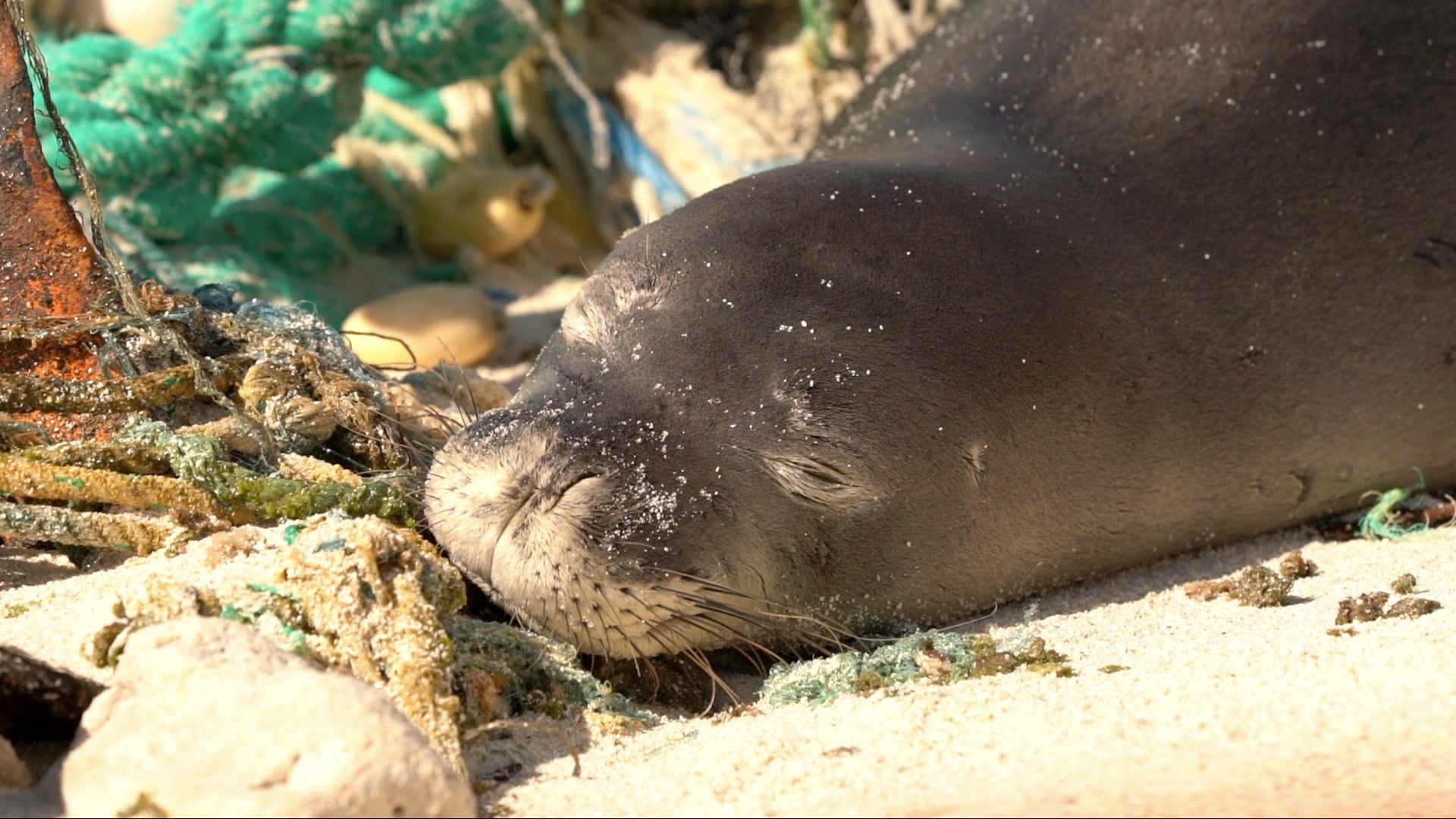 Outside Hawaiʻi 2025 - 08 Episode