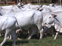 Imagens gerais