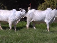 Lote 06