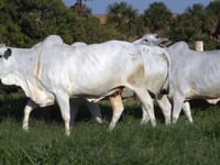 Lote 17