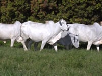 Lote 20