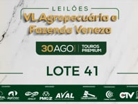 Lote 41