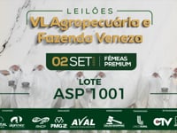 Lote ASP 1001