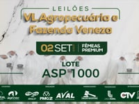 Lote ASP 1000