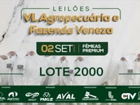 Lote 2000