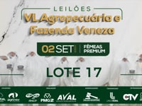 Lote 17