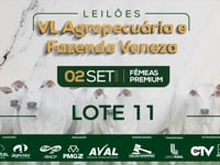 Lote 11