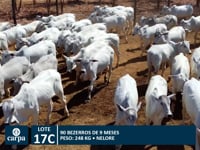 Lote 17C