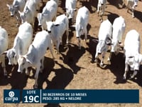 Lote 19C