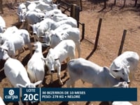 Lote 20C