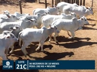 Lote 21C