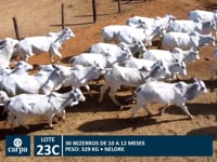 Lote 23C