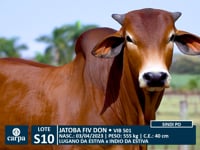 Lote S10