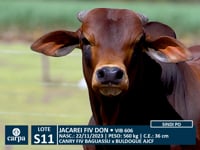 Lote 11