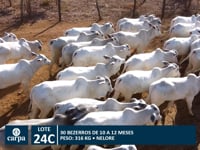 Lote 24C