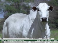 Lote 2000