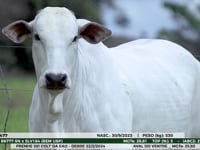 Lote 06