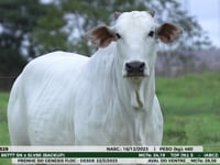 Lote 11